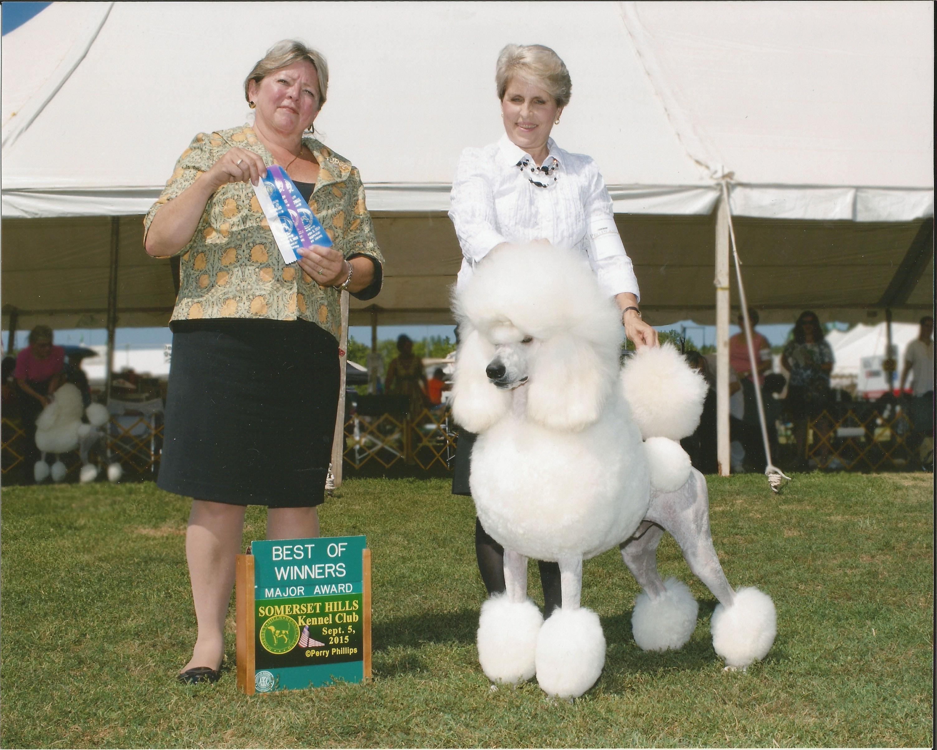 Afterglow standard hot sale poodles